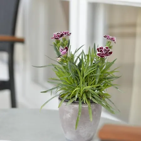 דירה Luxury Living